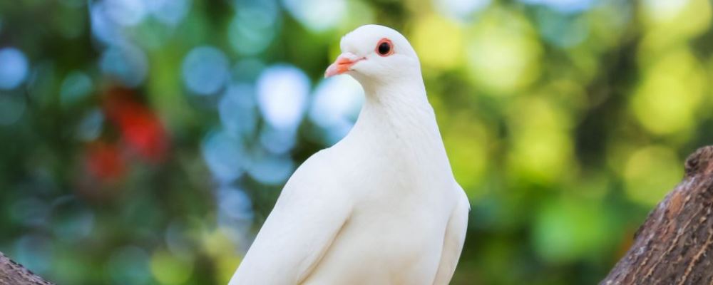 冬季进补要吃肉 这些肉吃了暖身又补肾 冬季进补要吃肉 这些肉吃了暖身又补肾