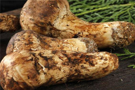 常吃的松茸有何功效与禁忌