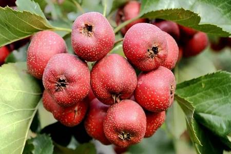 秋天成熟的水果有哪些？适合在秋季吃的5种水果