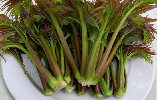 香椿怎么保存才新鲜的 鲜香椿芽的储存方法