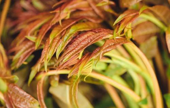 香椿没有焯水可以吃吗 香椿没有焯水吃了怎么办