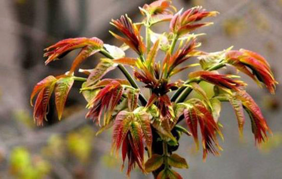 买的香椿有苦味是怎么回事