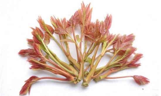 香椿什么时候不适合采摘吃 几月的香椿不能吃