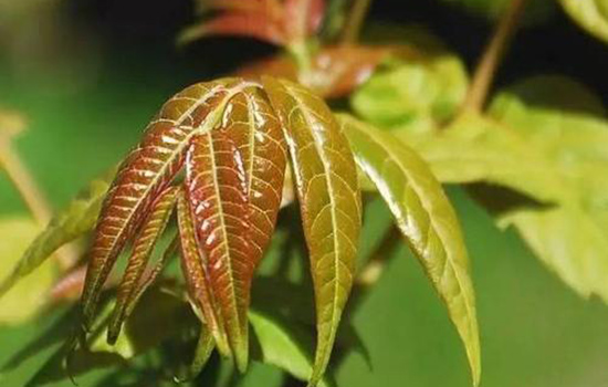 冻的香椿怎么解冻