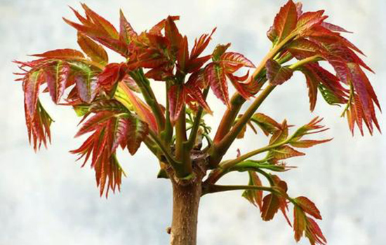 春天吃香椿芽有什么功效与作用 不愧是野菜中的＂贵族＂