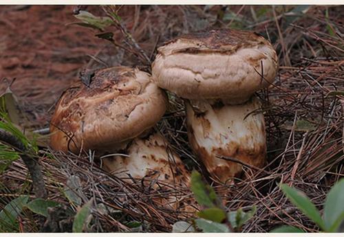 日本松茸拍卖一颗高达9.6万日元