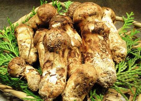 松茸是什么东西有什么功效