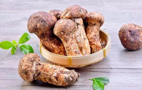 松茸是什么东西有什么功效