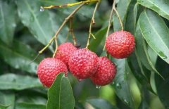 吃荔枝可以查出酒驾是真的吗