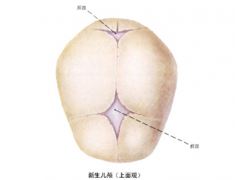 【囟门】囟门是什么_囟门在哪个位置_囟门什么时候闭合