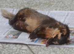 【狂犬病】狂犬病的症状_狂犬病病因