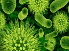 【超级细菌】什么是超级细菌_超级细菌的产生