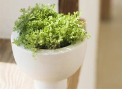 【植物安全】室内种植物的好处_对宝宝有害的植物