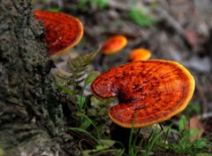 【孕妇能吃灵芝吗】孕妇吃灵芝好不好_孕妇可以吃灵芝吗