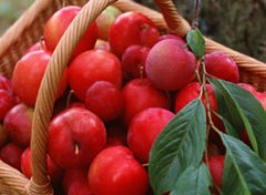 【孕妇能吃李子吗】孕妇可以吃李子吗_孕妇能吃李子吗