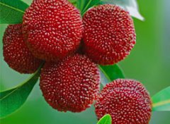 【孕妇可以吃杨梅吗】孕妇吃杨梅好吗_孕妇能吃杨梅吗