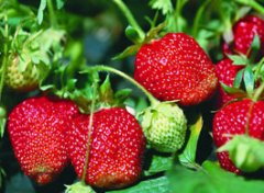 【孕妇可以吃草莓吗】孕妇吃草莓好吗_孕妇能吃草莓吗