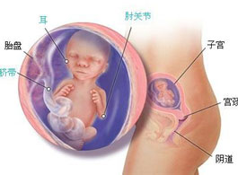 【怀孕17周】怀孕17周胎发育情况_怀孕17周胎儿图