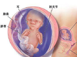 【怀孕18周】怀孕18周胎儿情况_怀孕18周胎儿图