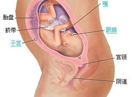 【怀孕27周】怀孕27周胎儿发育情况_怀孕27周注意事项