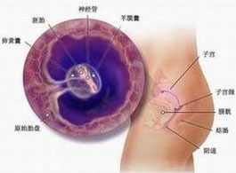 【怀孕5周】怀孕5周有什么反应_怀孕5周胎儿图