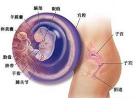 【怀孕8周】怀孕8周胎儿发育情况_怀孕8周要注意什么