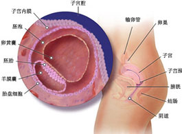 【怀孕2周】怀孕2周的症状_怀孕2周要注意什么
