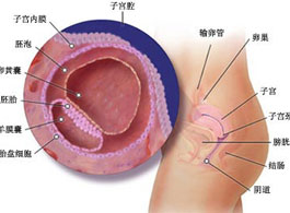 【怀孕3周】怀孕3周的症状_怀孕3周注意事项